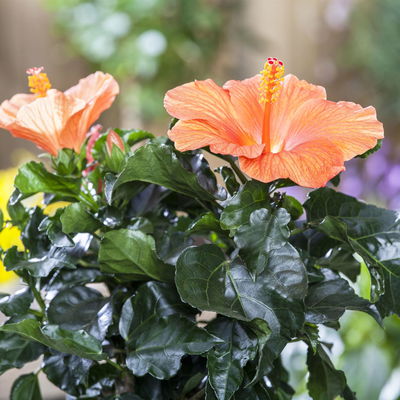 Hibiskus, orange, mit Keramiktopf weiß, Topf-Ø 13 cm, Höhe ca. 35 cm, 2 Pflanzen Hibiskus, orange, mit Keramiktopf weiß, Topf-Ø 13 cm, Höhe ca. 35 cm, 2 Pflanzen