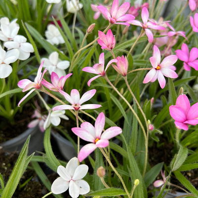 Grasstern, Farbe zufällig, Topf-Ø 13 cm, 6er-Set Grasstern, Farbe zufällig, Topf-Ø 13 cm, 6er-Set