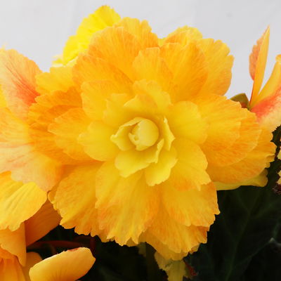 Begonie aufrecht, Farbe zufällig, Topf-Ø 13 cm, 6 Pflanzen