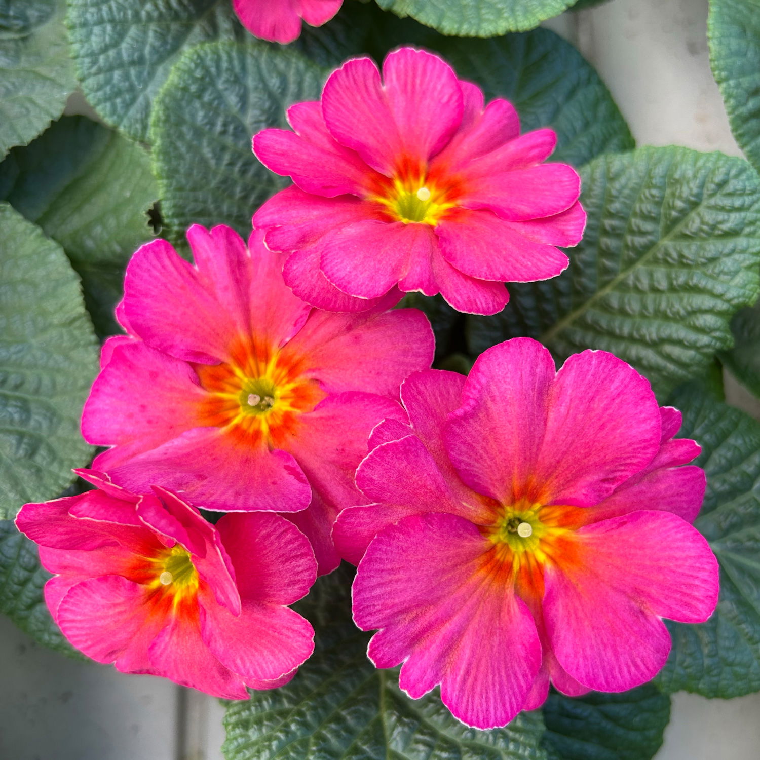 Primel 'Sunrise', pink, Topf-Ø 11 cm, 8 Pflanzen