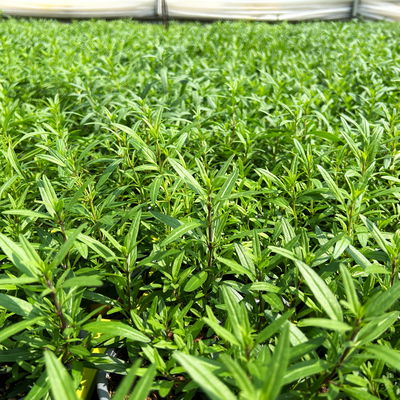 Bio Zwergysop, blau, Topf-Ø 12 cm