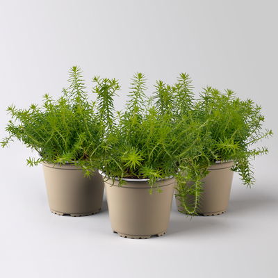 Tripmadam, gelb, Topf-Ø 13 cm, 3er-Set