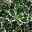Buntlaubige Stechpalmen - Ilex, 2er-Set, Höhe 30-40 cm, Topf je 5 Liter