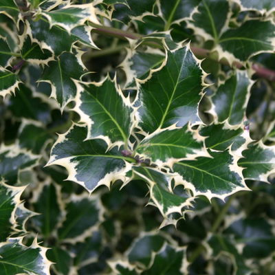 Buntlaubige Stechpalmen - Ilex, 2er-Set, Höhe 30-40 cm, Topf je 5 Liter Buntlaubige Stechpalmen - Ilex, 2er-Set, Höhe 30-40 cm, Topf je 5 Liter