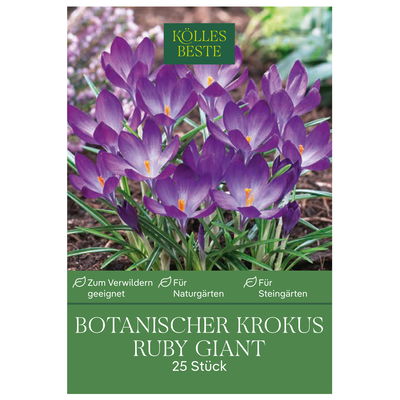 botanische Krokusse 'Ruby Giant', lilafarben, 25 Blumenzwiebeln