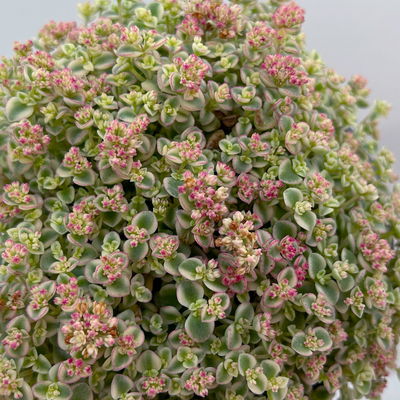 Sedum pellucida 'Little Missy', rosa, Topf-Ø 12 cm, 6er-Set