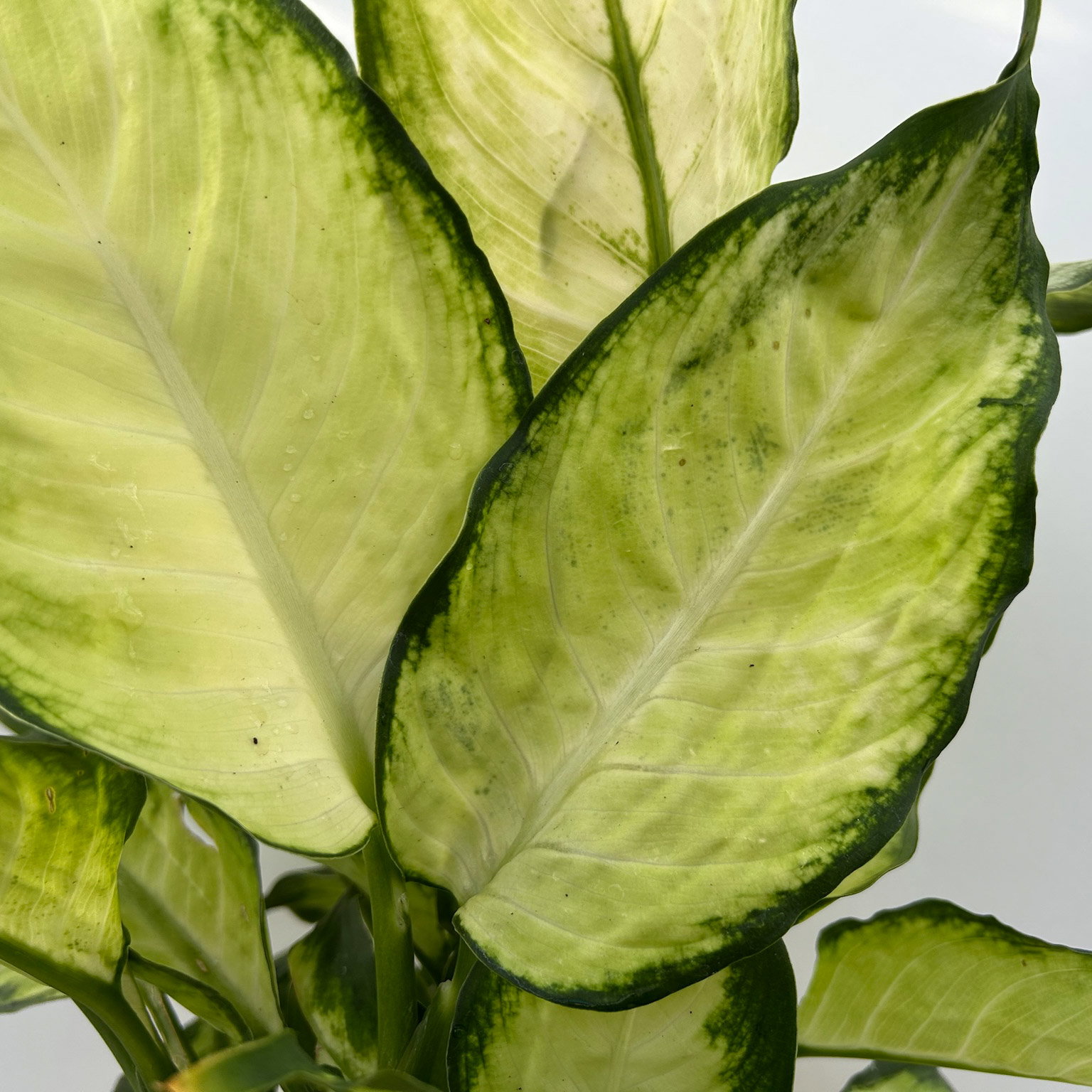 Dieffenbachie 'Camilla', Topf-Ø 17cm, Höhe ca. 50-60 cm, 2 Pflanzen