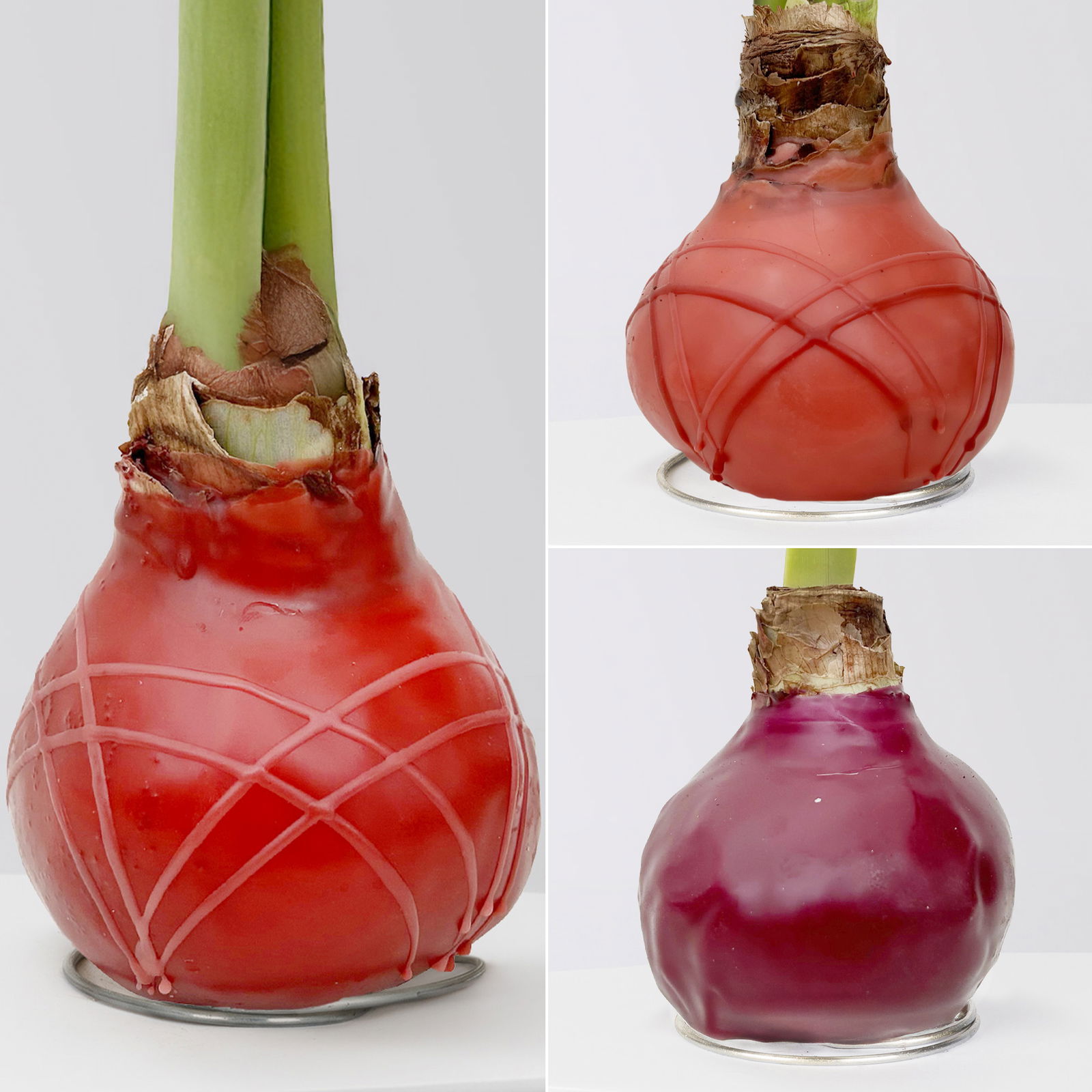 Amaryllis in Wachs, Dekor 'Herbst Mix', Farbe zufällig, Blüte rot, 2 Pflanzen