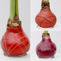 Amaryllis in Wachs, Dekor 'Herbst Mix', Farbe zufällig, Blüte rot, 2 Pflanzen