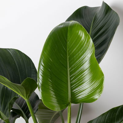 Philodendron 'Green Beauty', Topf-Ø 27cm,Höhe ca. 90cm, inkl. Bewässerungssystem Philodendron 'Green Beauty', Topf-Ø 27cm,Höhe ca. 90cm, inkl. Bewässerungssystem