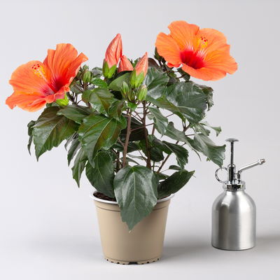 Hibiskus, orange, Topf-Ø 13 cm, Höhe ca. 35 cm, 2 Pflanzen Hibiskus, orange, Topf-Ø 13 cm, Höhe ca. 35 cm, 2 Pflanzen