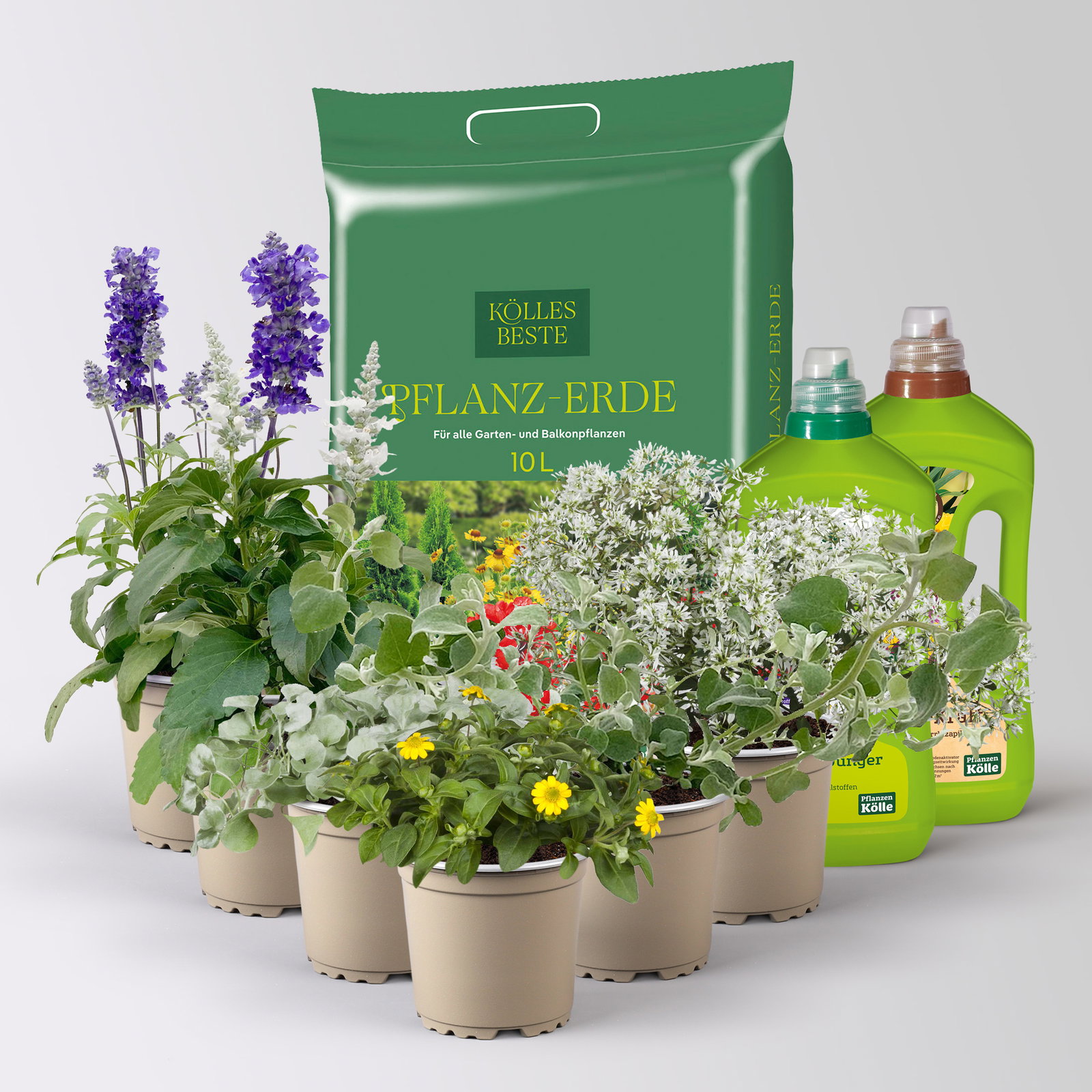 Pflanzenkreation 'Pflegeleicht', 6 Pflanzen inkl. Erde und Dünger