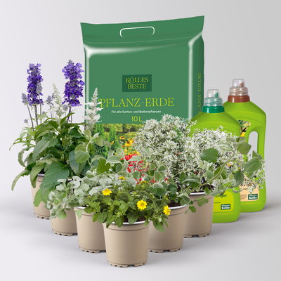 Pflanzenkreation 'Pflegeleicht', 6 Pflanzen inkl. Erde und Dünger