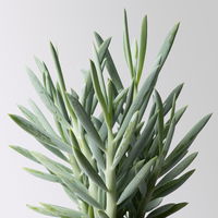 Grünpflanzenkreation 'Sukkulentenfreude', Topf-Ø 12/13 cm, 4 Pflanzen