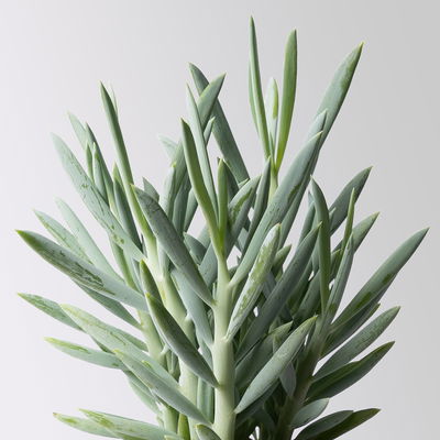 Grünpflanzenkreation 'Sukkulentenfreude', Topf-Ø 12/13 cm, 4 Pflanzen