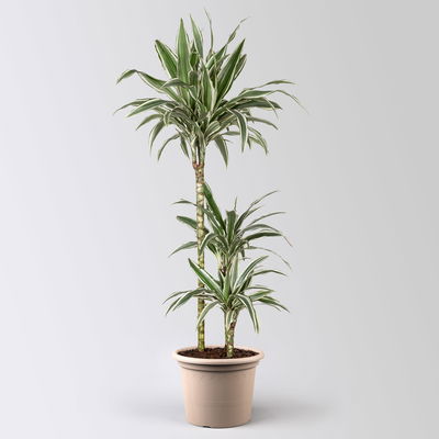 Duftender Drachenbaum 'White Stripe', Topf-Ø 21 cm, Höhe ca. 120 cm