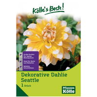 Dekorative-Dahlie 'Seattle' gelb/weiß, 1 Blumenknolle