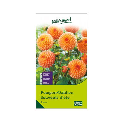 Kölles Beste Pompon Dahlie 'Souvenir d'ete' orange/gelb, 1 Blumenknolle