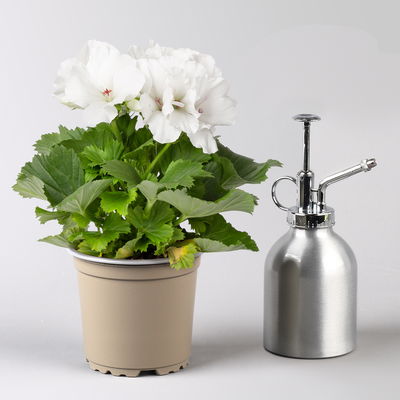 Edelgeranie Bella Donna® 'Don Palido®', weiß, Topf-Ø 12 cm, 6 Pflanzen