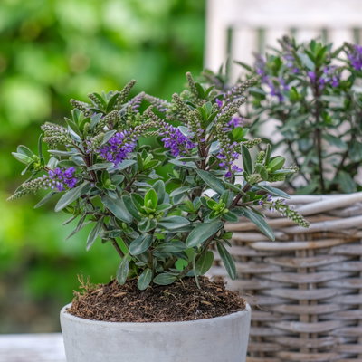 Hebe 'All Blooms®', blau, Topf-Ø 12 cm, 3 Pflanzen