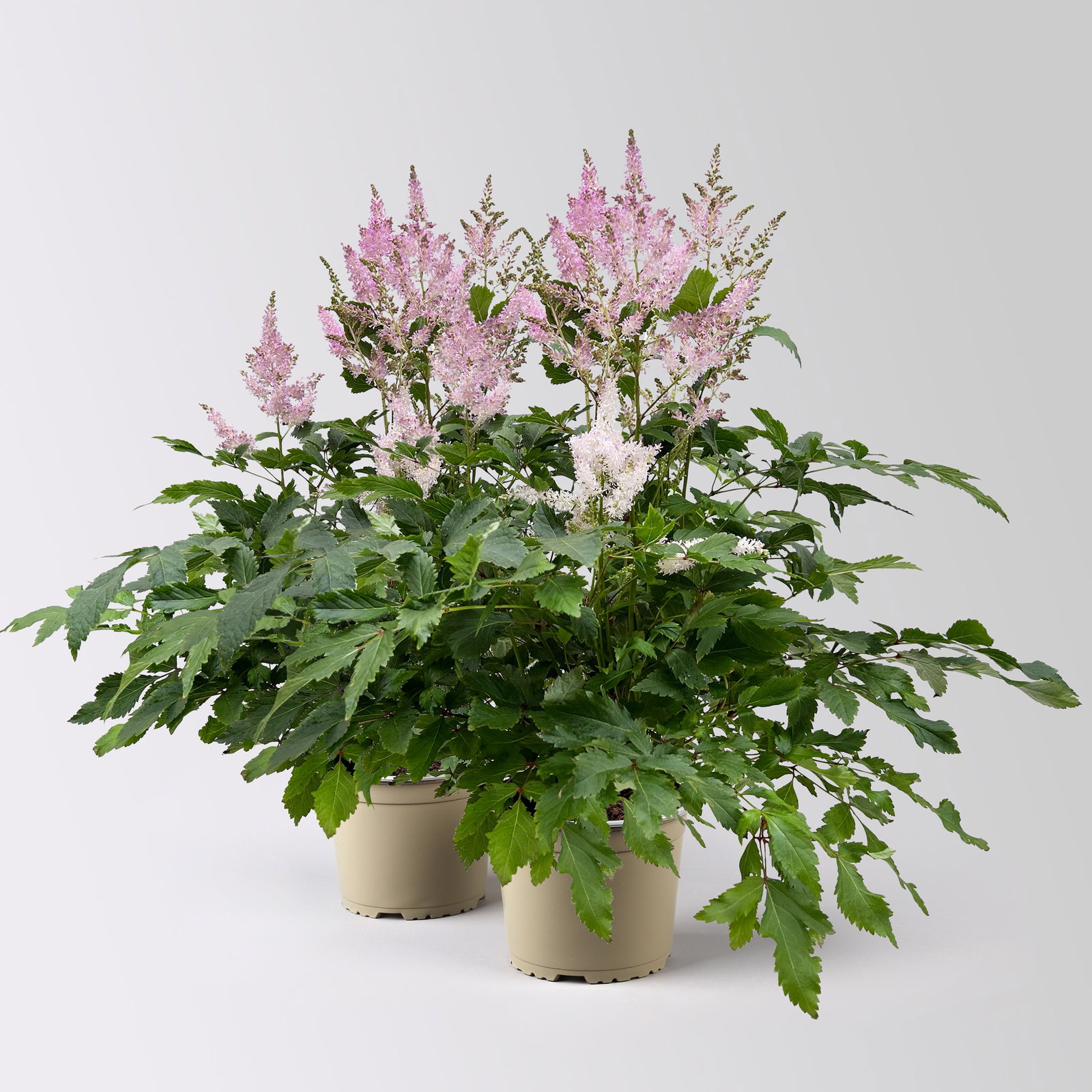 Astilbe arendsii, rosa, Topf-Ø 15 cm, 2 Pflanzen Astilbe arendsii, rosa, Topf-Ø 15 cm, 2 Pflanzen