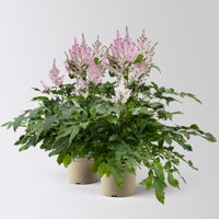Astilbe arendsii, rosa, Topf-Ø 15 cm, 2 Pflanzen Astilbe arendsii, rosa, Topf-Ø 15 cm, 2 Pflanzen