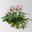 Astilbe arendsii, rosa, Topf-Ø 15 cm, 2 Pflanzen Astilbe arendsii, rosa, Topf-Ø 15 cm, 2 Pflanzen