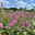 Sommerflieder, Buddleja davidii 'Pink Delight', rosa, Topf 5 lt.