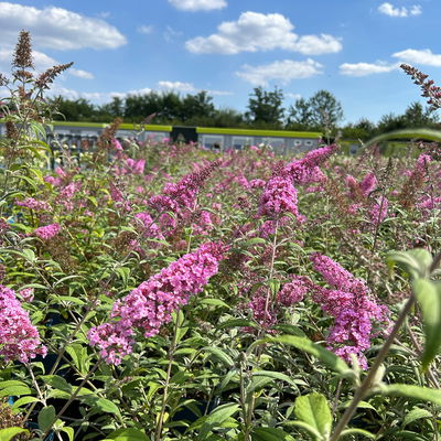 Sommerflieder, Buddleja davidii 'Pink Delight', rosa, Topf 5 lt.