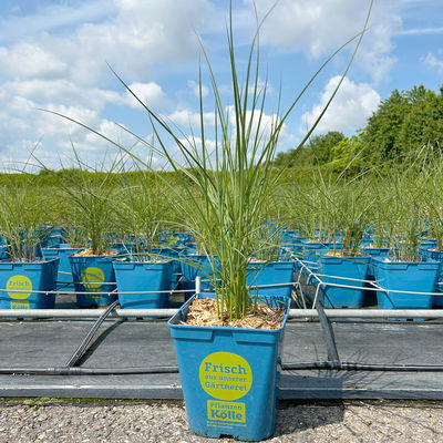 Bio Chinaschilf 'Kleine Fontäne', Topf 5 Liter Bio Chinaschilf 'Kleine Fontäne', Topf 5 Liter