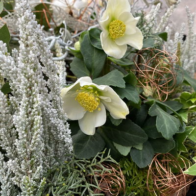 Christrose 'Christmas Carol' weiß, Topf-Ø 12 cm, 3er-Set Christrose 'Christmas Carol' weiß, Topf-Ø 12 cm, 3er-Set