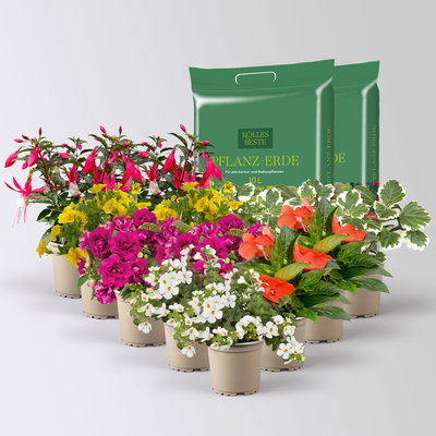 Pflanzenkreation Schatten-Leuchten, bunt, 12 Pflanzen inkl. Erde
