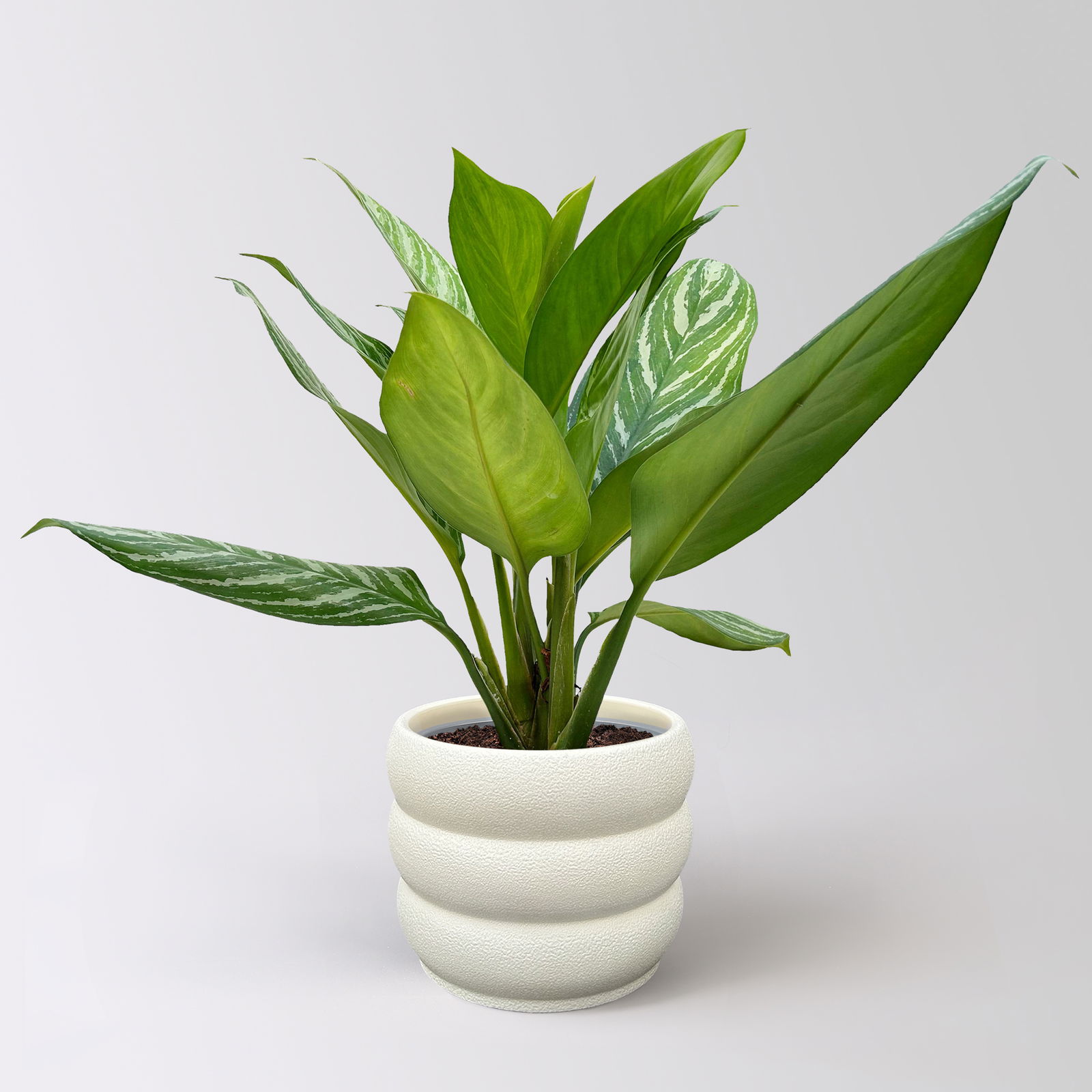 Aglaonema 'Stripes', Topf-Ø 17 cm, Höhe ca. 50 cm, inkl. Keramikübertopf Byron