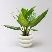 Aglaonema 'Stripes', Topf-Ø 17 cm, Höhe ca. 50 cm, inkl. Keramikübertopf Byron