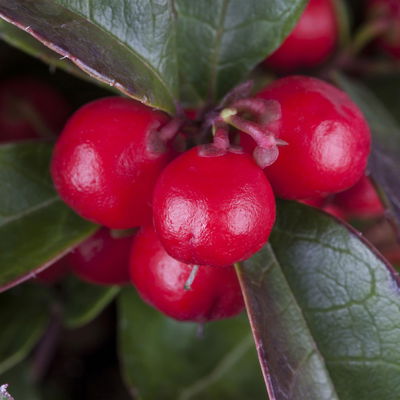 Scheinbeere, Topf-Ø 13 cm, 6 Stück Scheinbeere, Topf-Ø 13 cm, 6 Stück