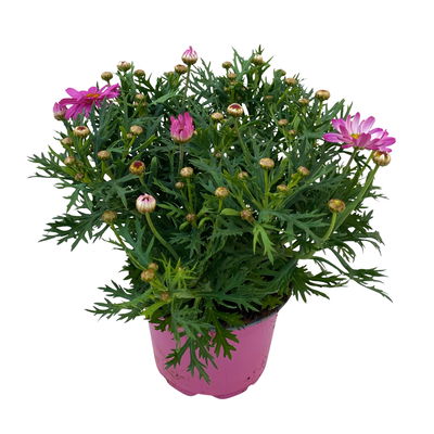 Margerite, rosa, Topf-Ø 11 cm, 6 Pflanzen