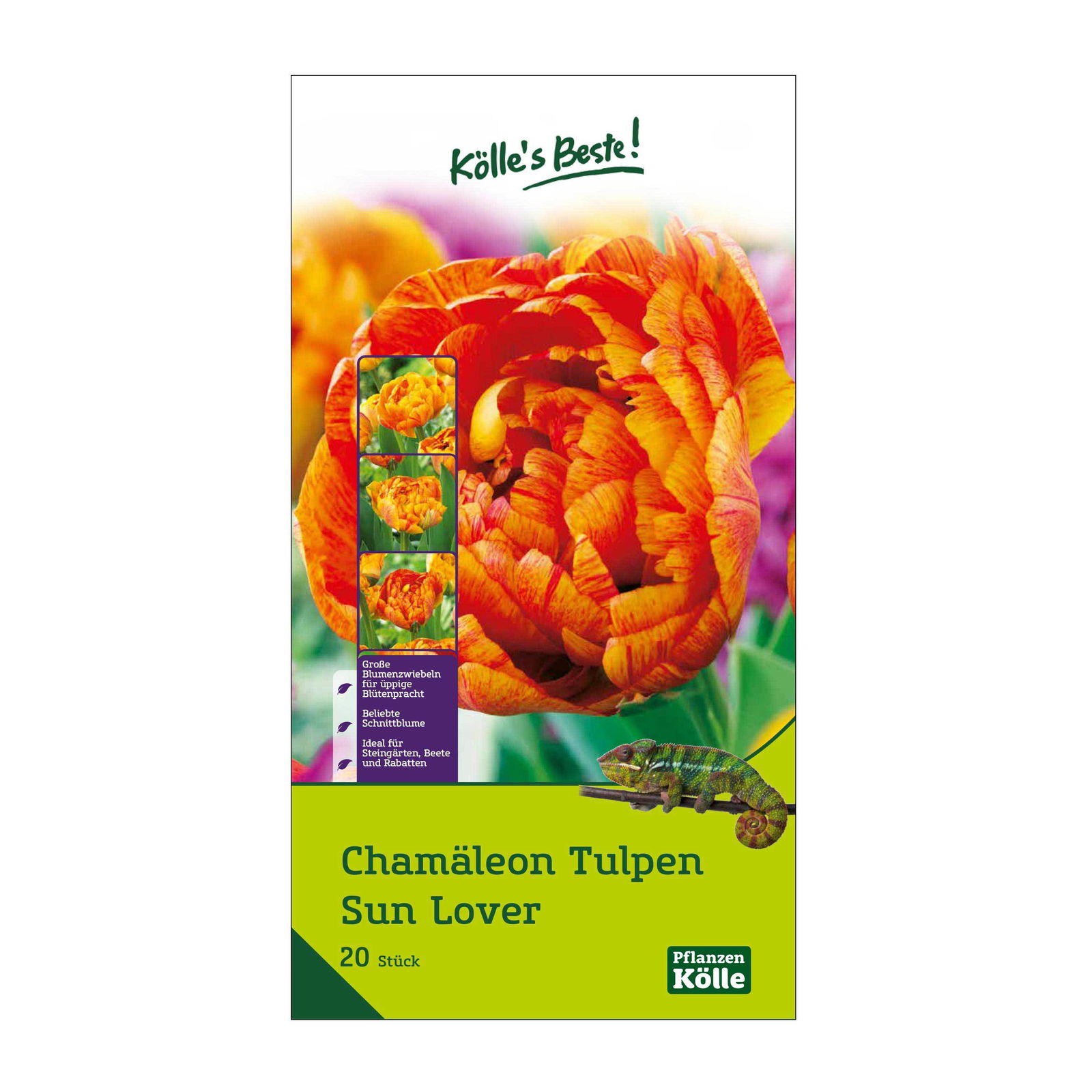 Chamäleon-Tulpen Sun Lover 20 Blumenzwiebeln