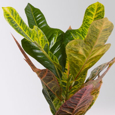 Kroton 'Excellent' inkl. Keramiktopf Dallas weiß, Topf-Ø 12 cm, 3 Stück Kroton 'Excellent' inkl. Keramiktopf Dallas weiß, Topf-Ø 12 cm, 3 Stück