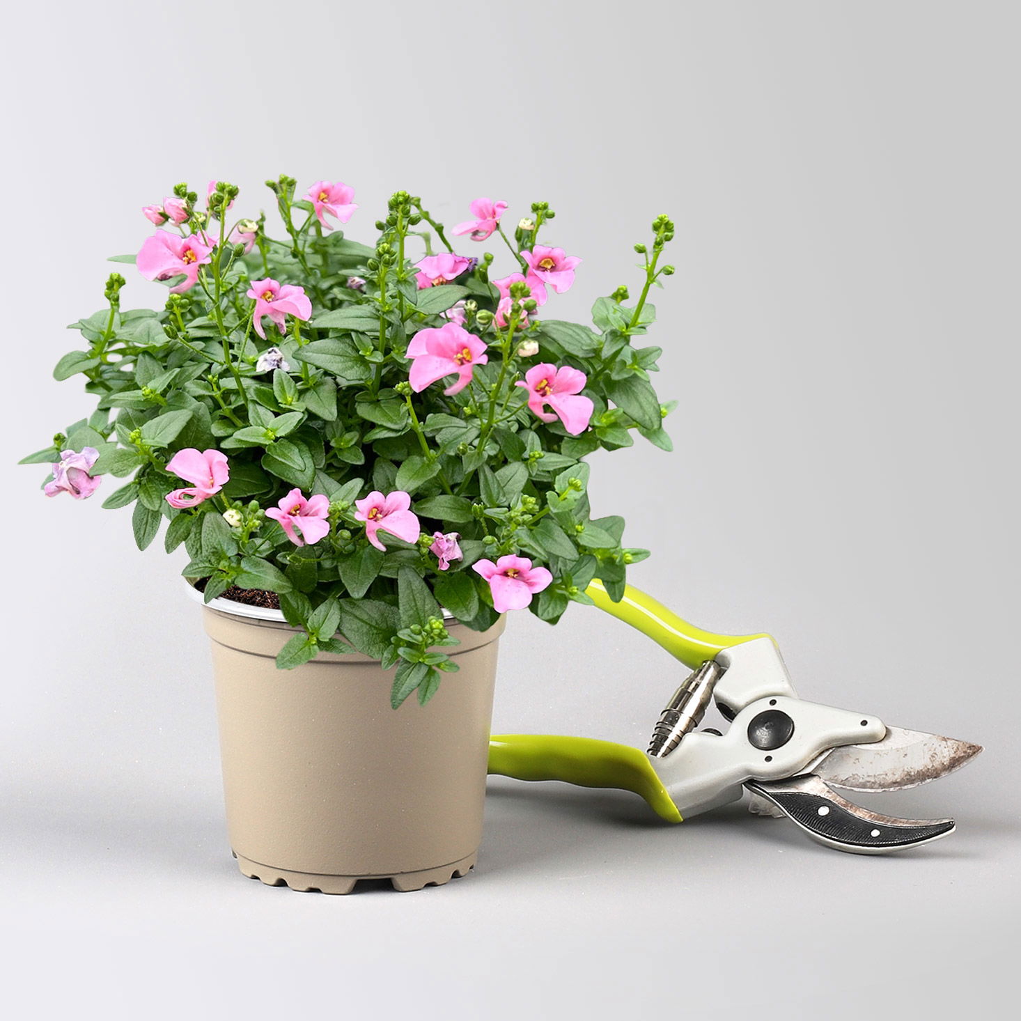 Pflanzenkreation 'Lillet Wild Berry', 12 Pflanzen inkl. Erde und Dünger