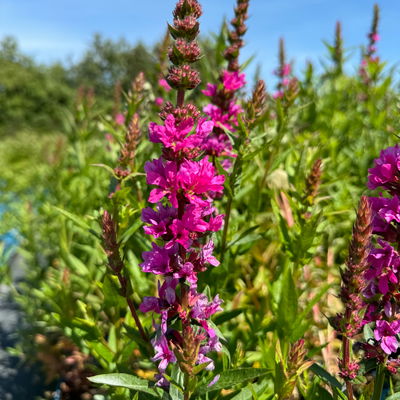 Bio Blut-Weiderich, violett, Topf 11x11 cm, 3 Pflanzen Bio Blut-Weiderich, violett, Topf 11x11 cm, 3 Pflanzen