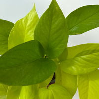Efeutute 'Lime', gelbgrün, Topf-Ø 12 cm, 3 Pflanzen