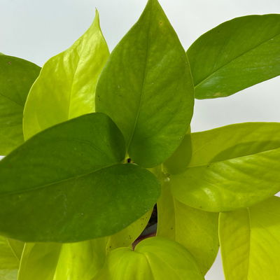 Efeutute 'Lime', gelbgrün, Topf-Ø 12 cm, 3 Pflanzen Efeutute 'Lime', gelbgrün, Topf-Ø 12 cm, 3 Pflanzen