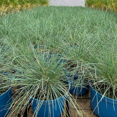 Kölles Beste Blauschwingel 'Elijah Blue', 19 cm Topf Kölles Beste Blauschwingel 'Elijah Blue', 19 cm Topf