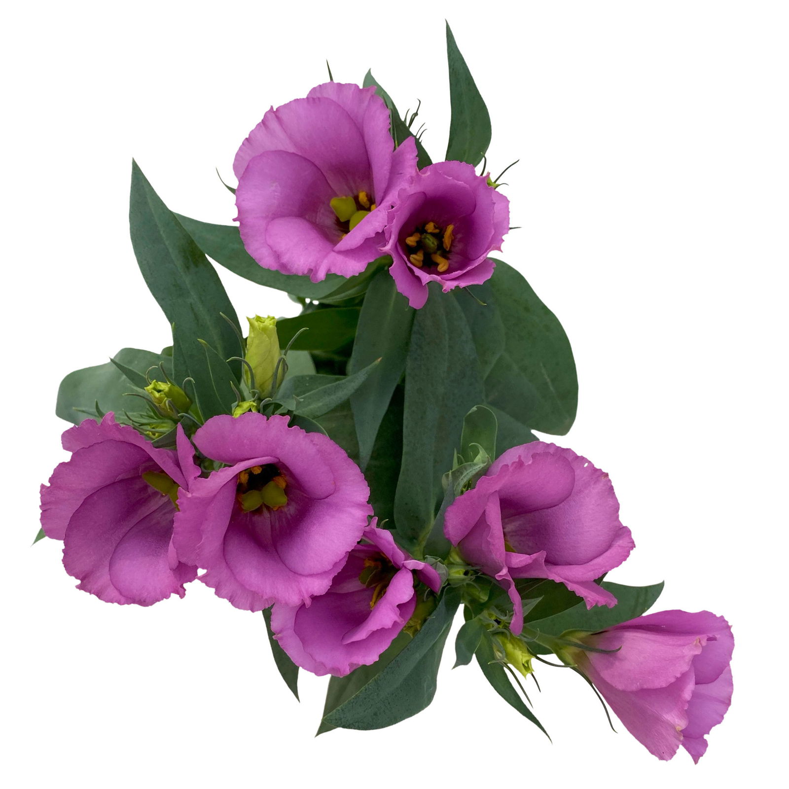 Lisianthus rosa, Topf-Ø 10,5 cm, 8 Pflanzen