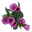 Lisianthus rosa, Topf-Ø 10,5 cm, 8 Pflanzen