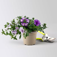 Beet- und Balkonpflanzen-Mix, flieder-lila, Topf-Ø 13 cm, 6 Pflanzen