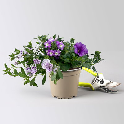 Beet- und Balkonpflanzen-Mix, flieder-lila, Topf-Ø 13 cm, 6 Pflanzen