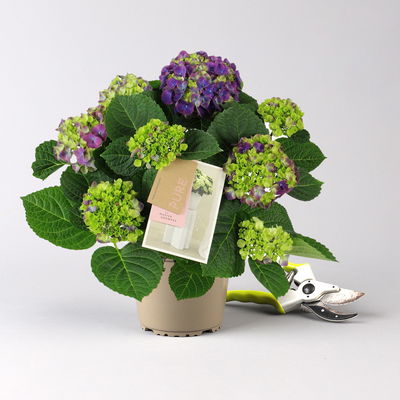 Hortensie 'Ningbo', zweifarbig lila, Topf-Ø 14cm, 2 Pflanzen