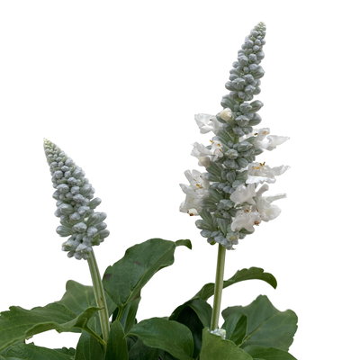 Mehliger Salbei, weiß, Topf-Ø ca. 12/13 cm, 6 Pflanzen