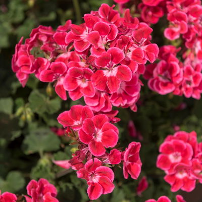 Geranie rot mit hellem Auge, stehend, Topf-Ø 13 cm, 6 Pflanzen